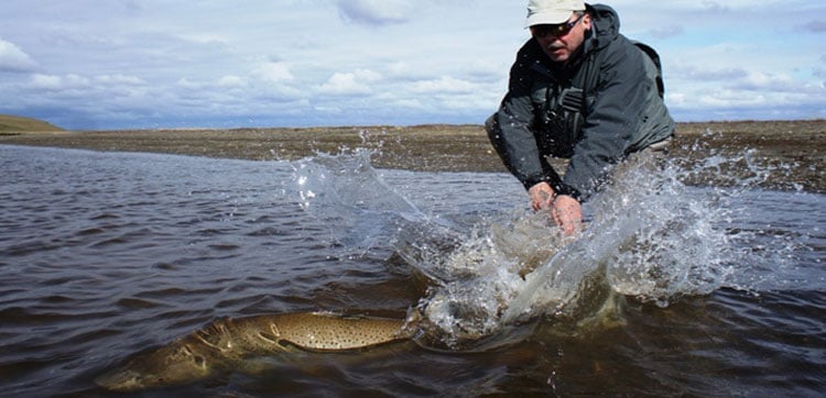 a big sea trout released back to the water with sportquest holidays fly fishing in argentina