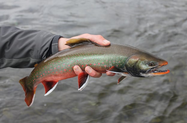 A stunning fish