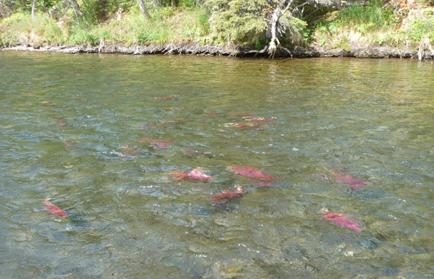 Red Sockeye Salmon in the river