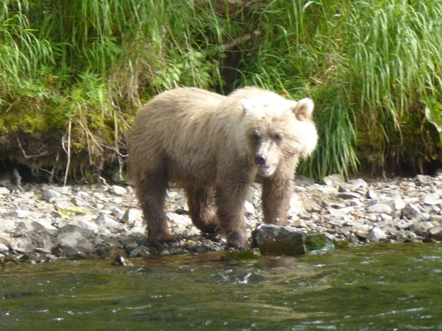 A Bear on the river bank salmon fishing