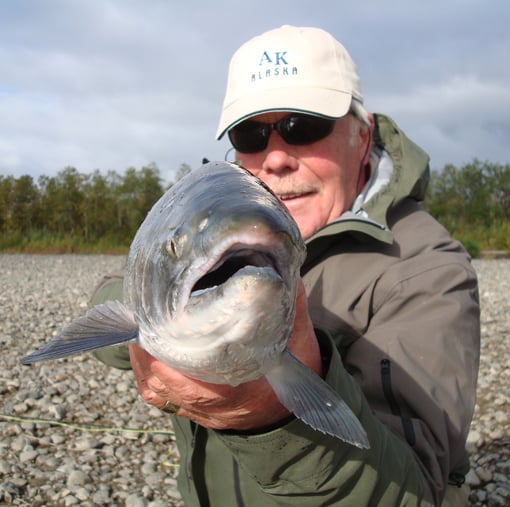 A close up view of a big Coho Salmon