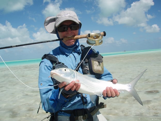 A Strong Whaler Shark