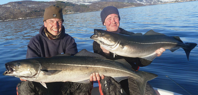 Two cracking Coalfish from Norway