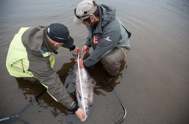 peter collingsworth & guide measure the length of his fly caught king salmon