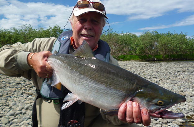 fresh sockeye salmon as fresh as they come fly fishing in alaska