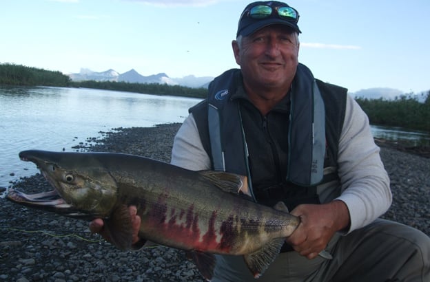 Hosted Salmon Fishing Reports Kirk holding a cracking big Chum Salmon from Alaska, the best fly fishing destinations for salmon