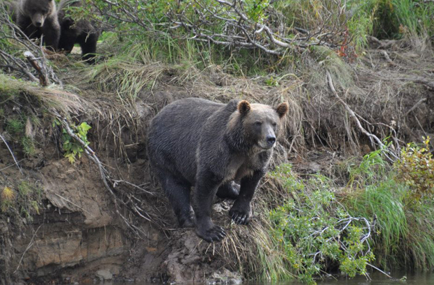 a bear salmon fishing at our no see um lodge in alaska
