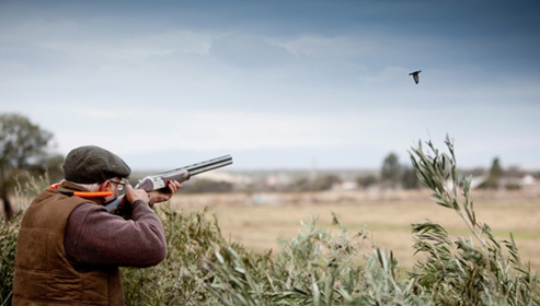 Montaraz Pigeon Shooting Report