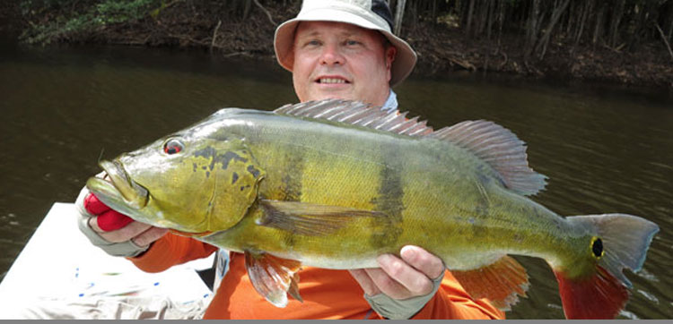 Brazil Peacock Bass Fishing - Peacock Bass Fishing Brazil DfsDf