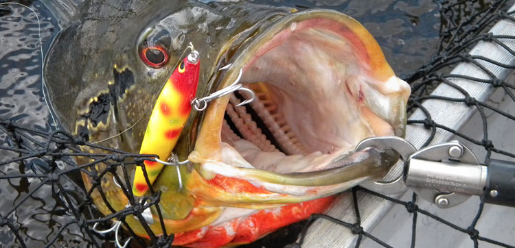 Peacock Bass Brazil - Peacock Bass Fly Fishing Brazil Gweg 1