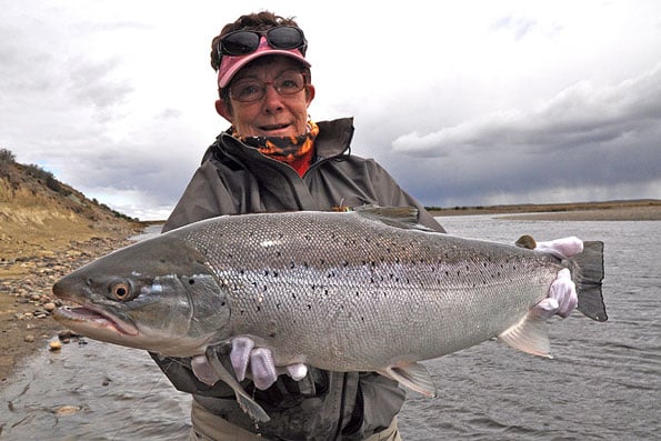 a cracking sea trout from argentina on the fly