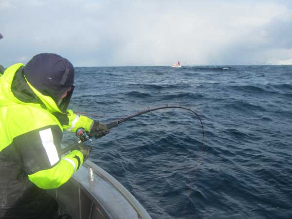 a man catching a big cod Norway Fishing Report soroya
