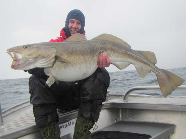 Guide holding a big fat Cod Norway Fishing Report