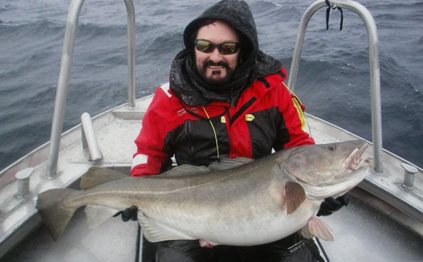 A perfect Norway Cod Norway Fishing Report around 50lb