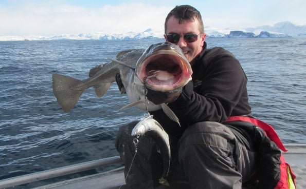 Head Norway guide catches massive Cod Fishing Report Norway