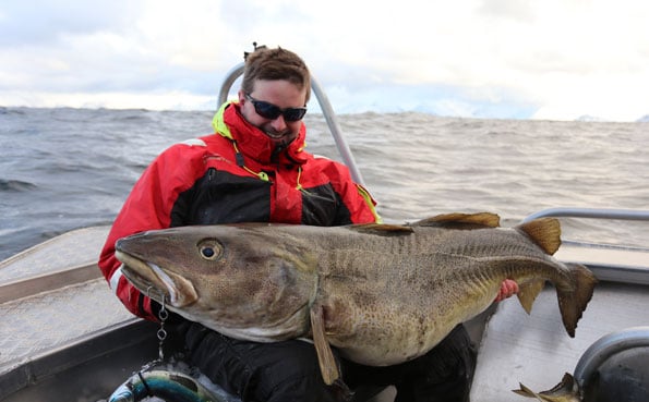 A picture of a 38.5 kilo Cod for Ian a huge fish Fishing Report Norway