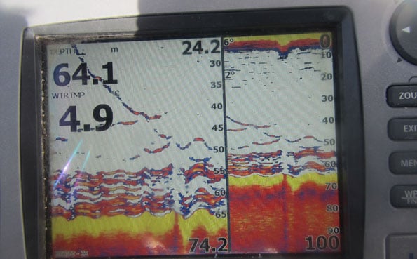 Fish finder showing cod Norway fishing report