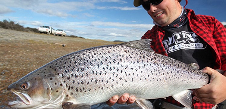 Amazing sea trout fishing with sportquest holidays in argentina