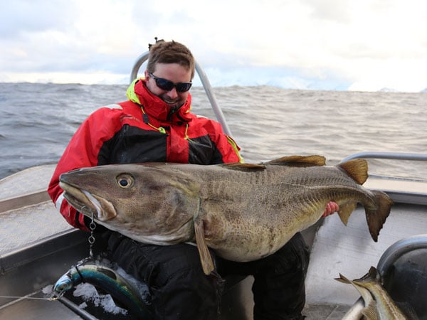 Fishing Report Norway Live from Soroya with 80LB Cod