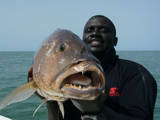 The snappers are big New Destination Guinea Bissau Report