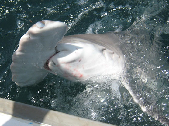 New Destination Guinea Bissau Report of a huge Hammer head shark