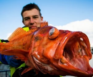 One of the best eating fish in Norway fishing report