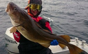 Cod Fishing report Norway of huge catches of cod Norway