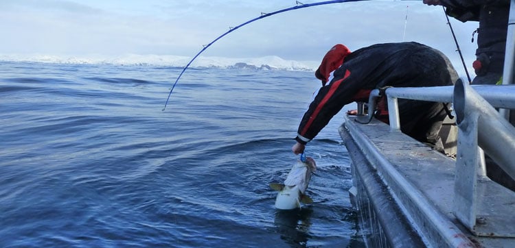Norway fishing report