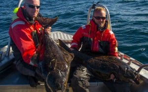 Norway fishing report of a double hit of Halibut