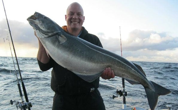 Norway fishing report of some hard fighting Norwegian Coalfish