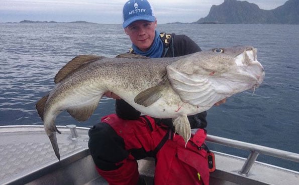Angler holding up a huge summer Cod Norway fishing report