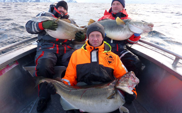 Over 100LB of Cod caught by three anglers Norway fishing report