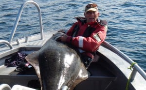 Holding a halibut before tagging and release Norway fishing report
