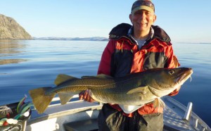 A perfect sized cod in Norway fishing report