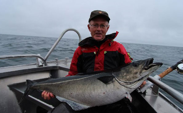 Lofoten Islands fishing report norway of huge Coalfish