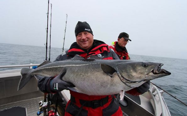 fishing report norway of this huge Coalfish around 44LB