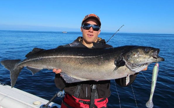 A huge coalfish with a shad in its mouth Norway Fishing Report