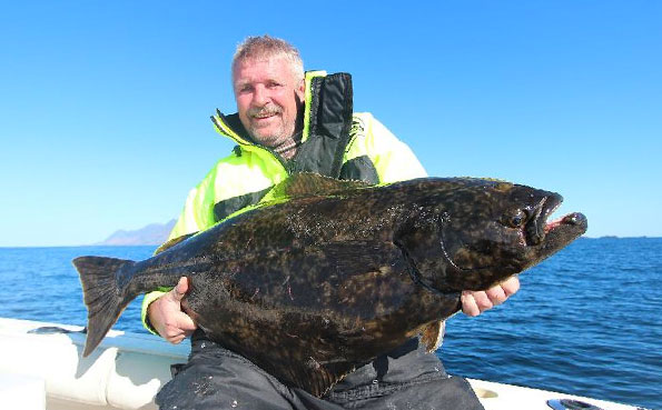 Fisherman holding a big Norwegian Halibut Norway Fishing Report