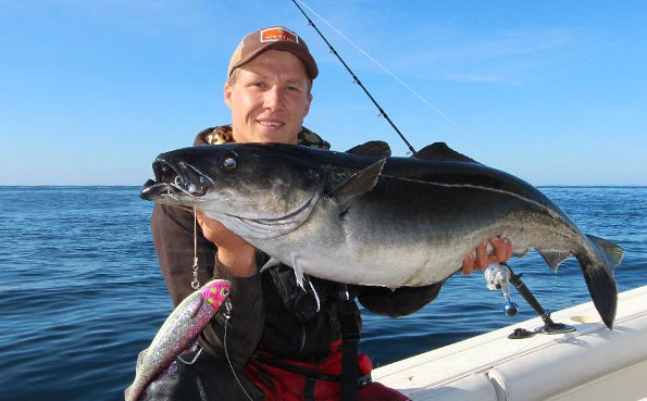 Coalfish Norway Fishing Report from lofoten