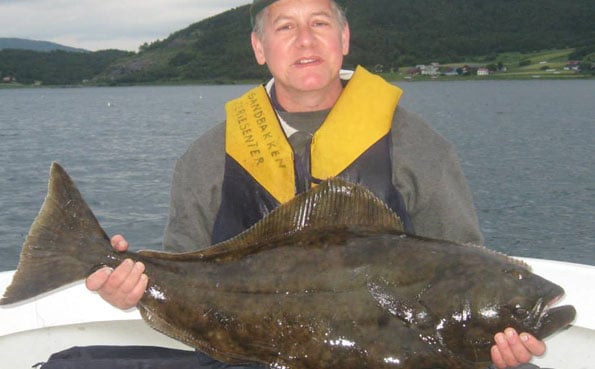 A healthy looking Halibut from Norway Fishing Report