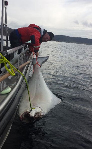 Norway fishing report on Tag and release Halibut Lofoten Islands