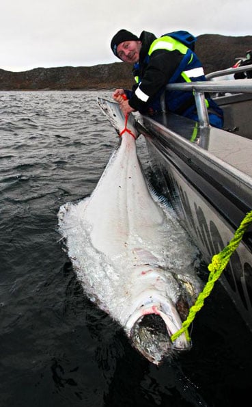 Yet another huge Halibut tagged and released Norway fishing report