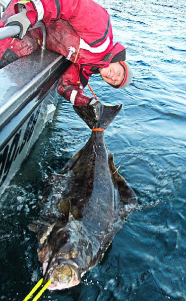 This halibut has a tag shown in my Norway fishing report