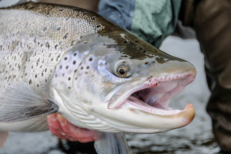 where to catch sea trout