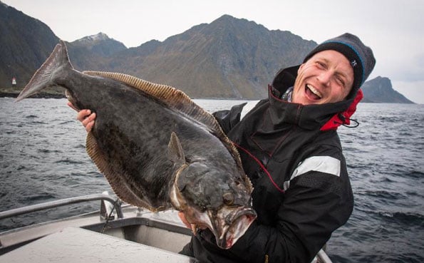 They caught loads of Halibut in Lofoten Norway fishing report