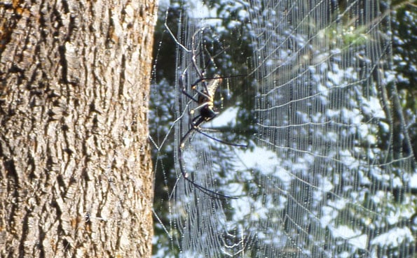 India Fishing Report of a scary looking spider