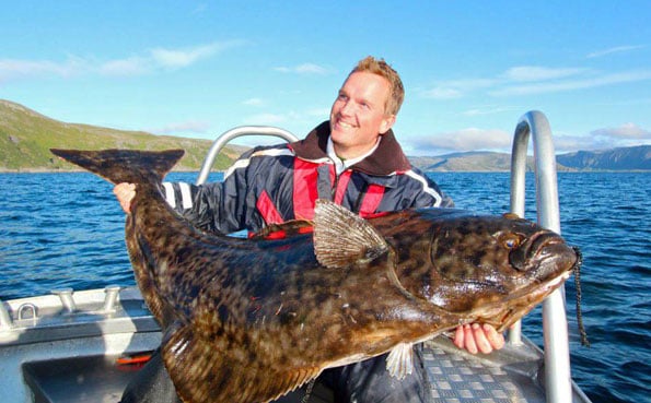 A super Large Halibut caught fishing report norway