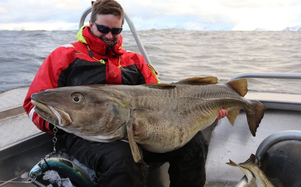 Ian holding his 80LB Cod live from fishing report norway Soroya