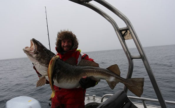What a huge Cod caught from fishing report norway in Soroya