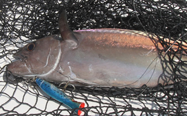 A dogtooth tuna safely netted Andaman Fishing Report